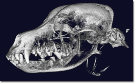 犬頭部3D画像
